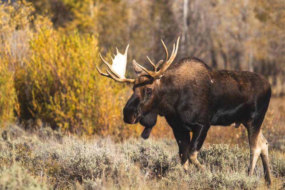 5 Fakta Unik Rusa Moose, Apa Bedanya dengan Rusa Biasa?