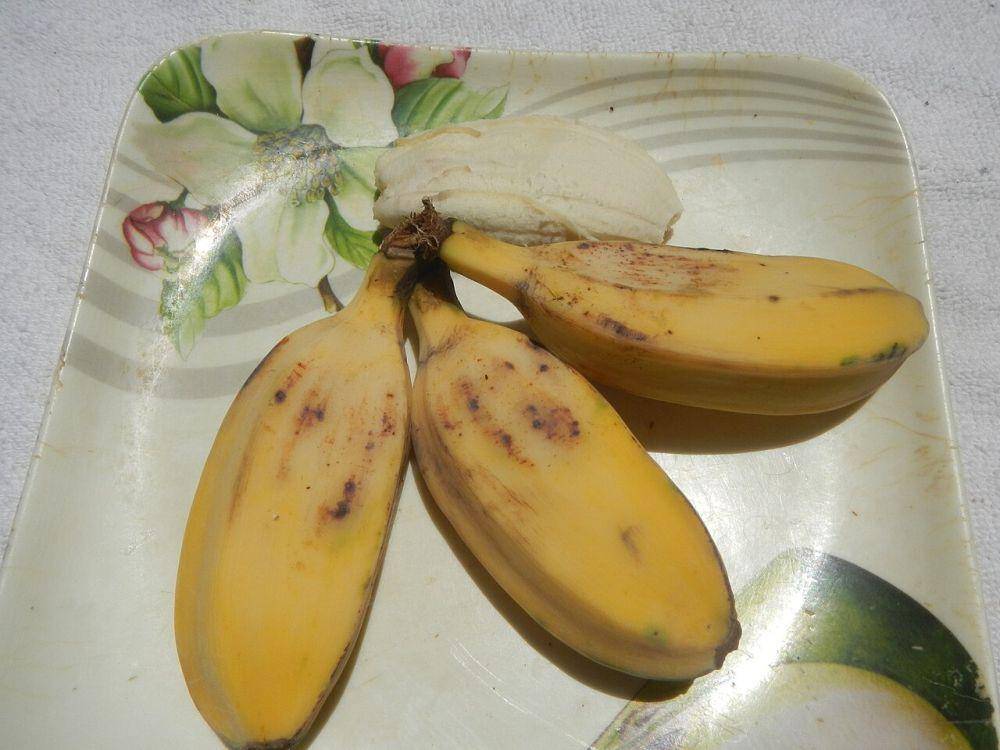 ilustrasi pisang kepok matang (commons.wikimedia.org/Judgefloro)