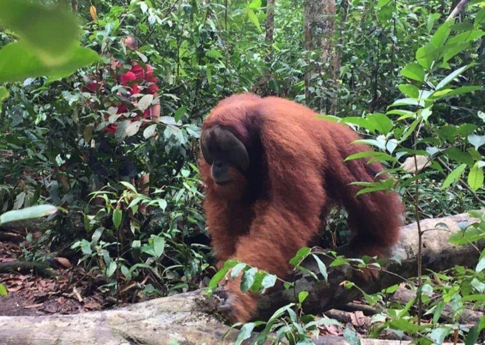 Bukit Lawang (instagram.com/voyaginghart)