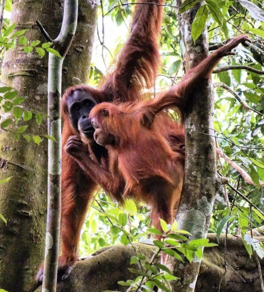 Bukit Lawang (instagram.com/kathicoco_)