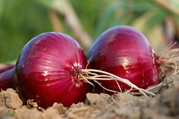 Ilustrasi bawang merah. (pixabay/klimkin)