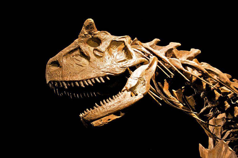 Rekonstruksi kerangka Carnotaurus, salah satu dinosaurus karnivora bertangan kecil (en.m.wikipedia.org/Julian Fong)