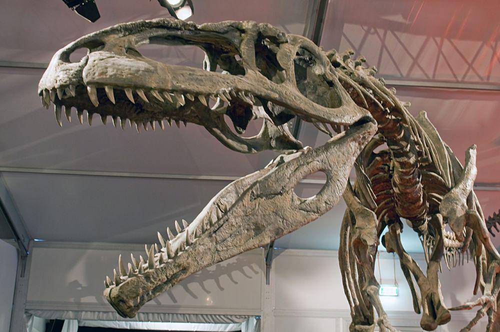 Rekonstruksi kerangka Giganotosaurus (en.m.wikipedia.org/Eva K.)