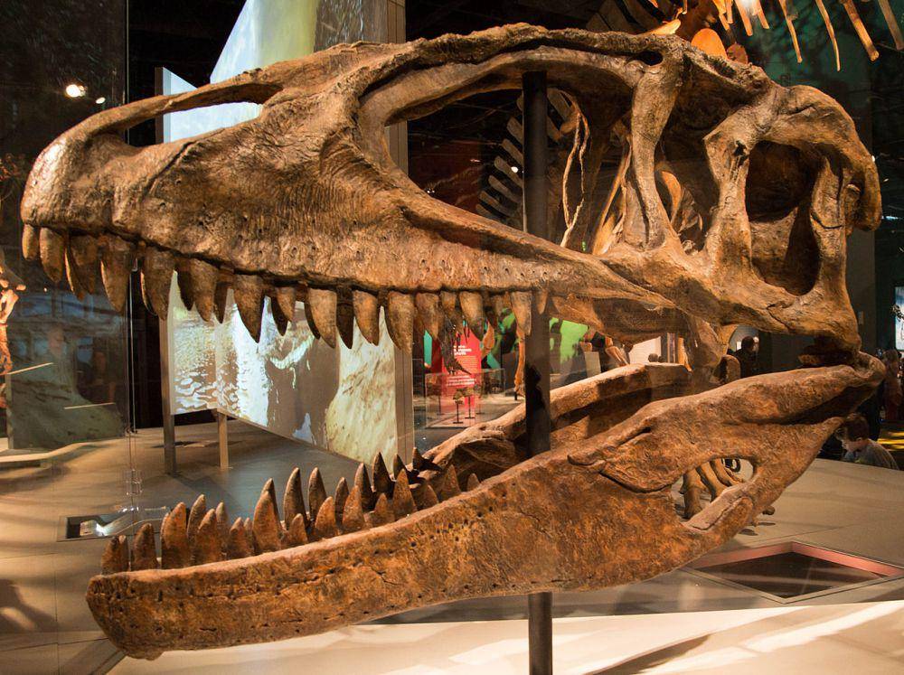 Rekonstruksi tengkorak Carcharodontosaurus (commons.wikimedia.org/Matthew Deery)