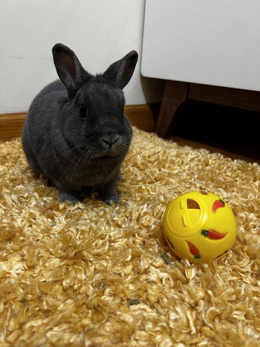 potret gemas kelinci bermain bola (reddit.com/user/piccasshoe)