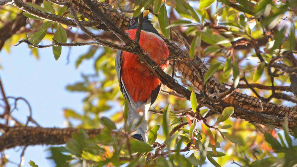 Elegant trogon (commons.m.wikimedia.org/Wildreturn)