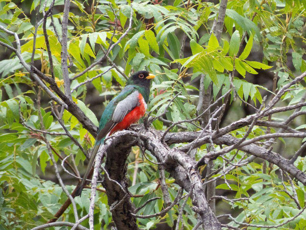 Elegant trogon (commons.m.wikimedia.org/Bettina Arrigoni)