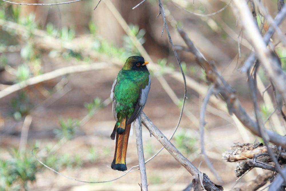 Elegant trogon (commons.m.wikimedia.org/Dominic Sherony)