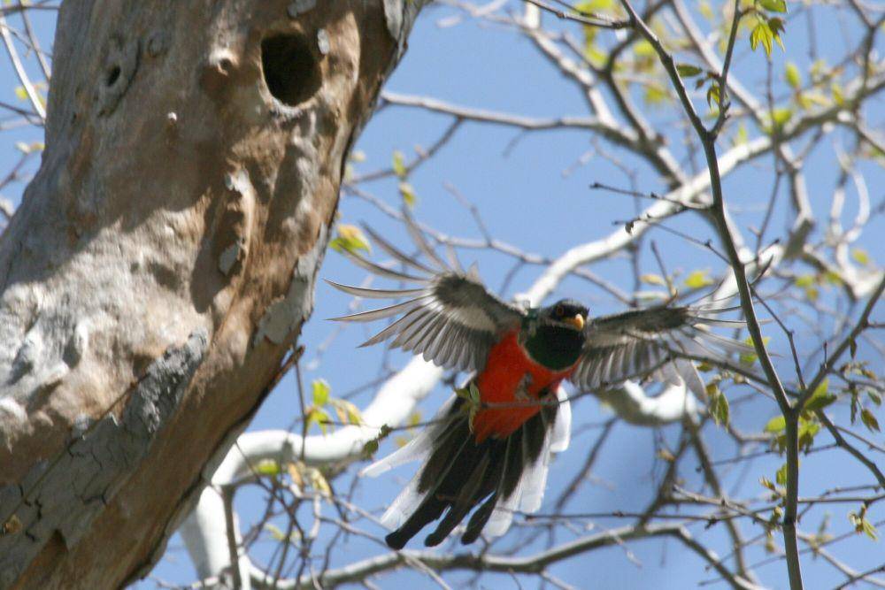 Elegant trogon (commons.m.wikimedia.org/Dominic Sherony)