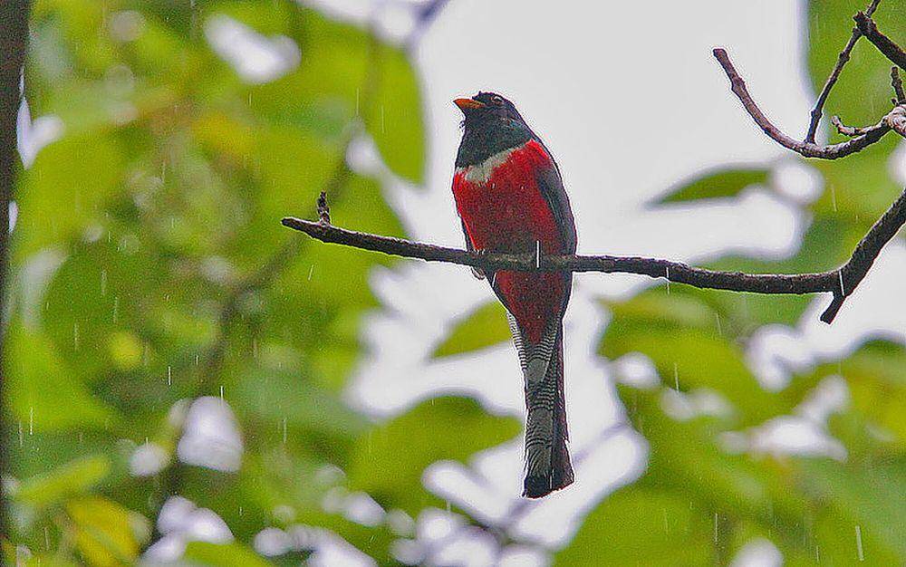 Elegant trogon (commons.m.wikimedia.org/Steve Garvie)