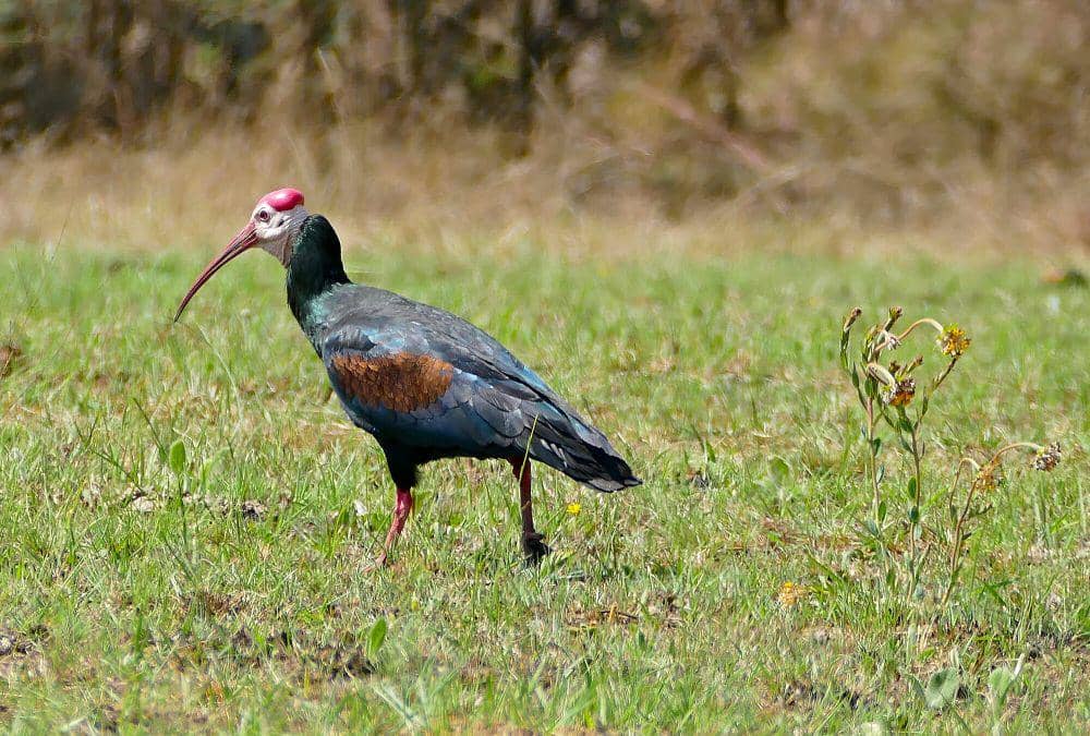 Ibis botak selatan (pixabay.com/Bernard Dupont)