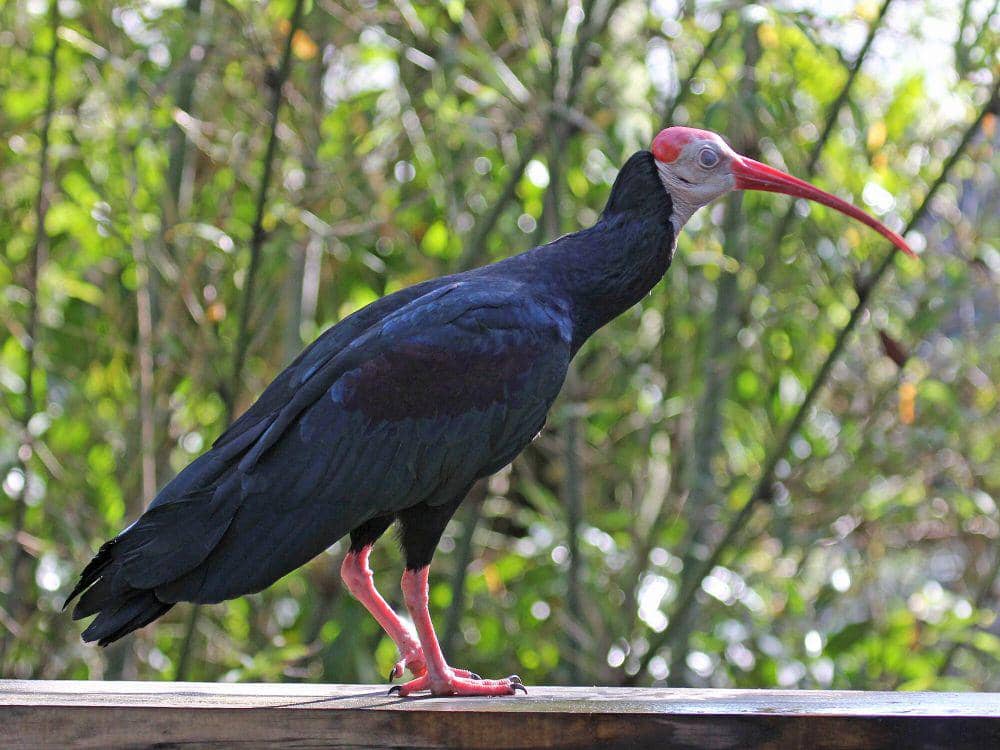 Ibis botak selatan (commons.m.wikimedia.org/Dick Daniels)