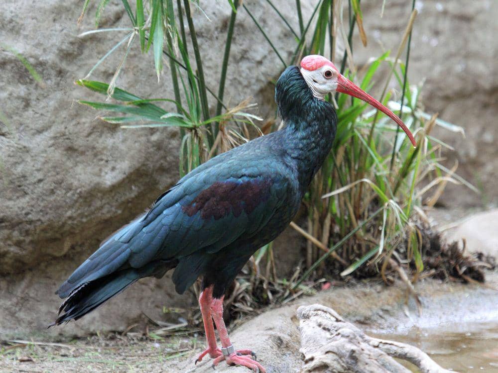 Ibis botak selatan (commons.m.wikimedia.org/Dick Daniels)
