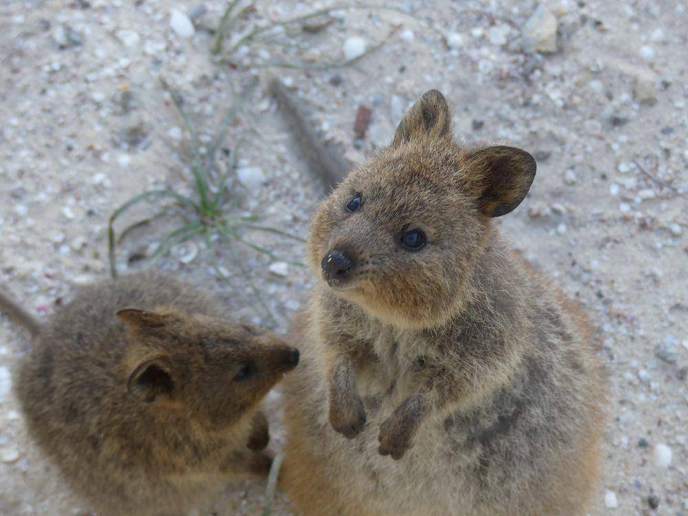 quokka (commons.wikimedia.org/Nestek)