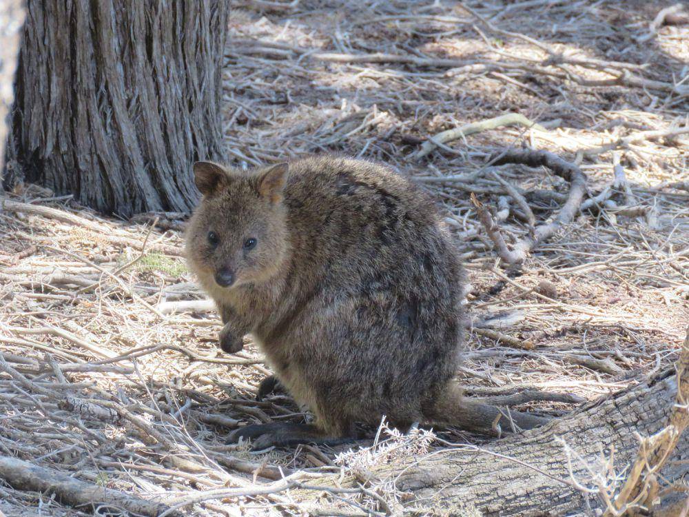 quokka (commons.wikimedia.org/Donald Hobern)
