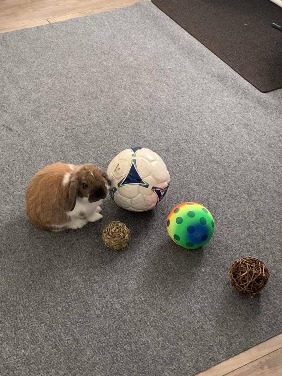 potret gemas kelinci bermain bola (reddit.com/user/BestCornflakesNA)