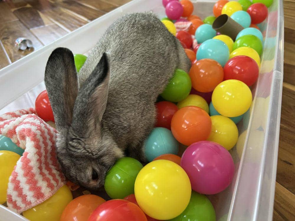 potret gemas kelinci bermain bola (reddit.com/user/pownder29)