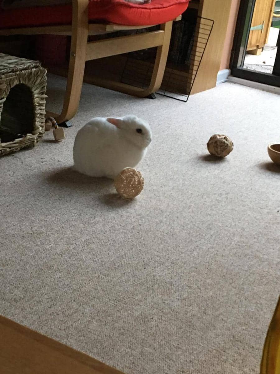 potret gemas kelinci bermain bola (reddit.com/user/bun_lover)