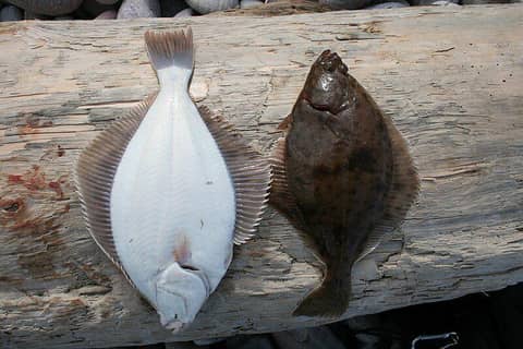 7 Fakta Unik Ikan Sebelah, Matanya Geser saat Tumbuh Dewasa! | IDN Times