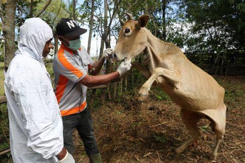 20 Pedagang Kurban Mulai Ajukan Izin Jual ke DKPP Surabaya