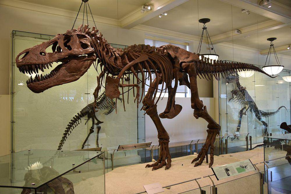 Rekonstruksi kerangka Tyrannosaurus (commons.wikimedia.org/Evolutionnumber9)