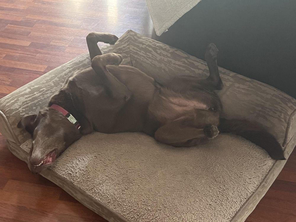 9 Potret Anjing Tidur Telentang, Gemas Ingin Dielus!