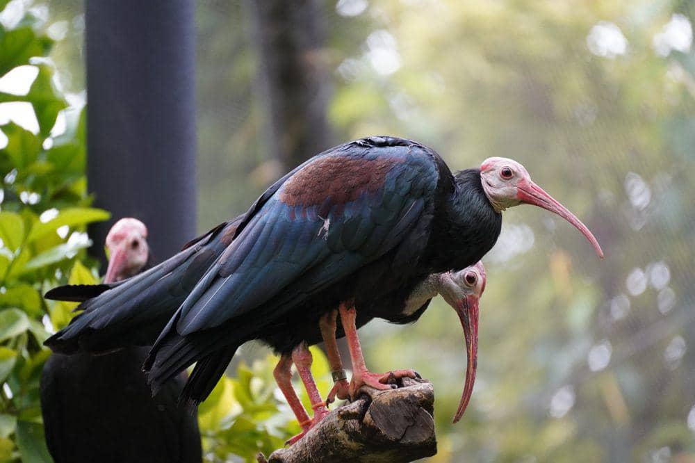 6 Fakta Ibis Botak Selatan, Menjelajahi Banyak Tempat untuk Makan!