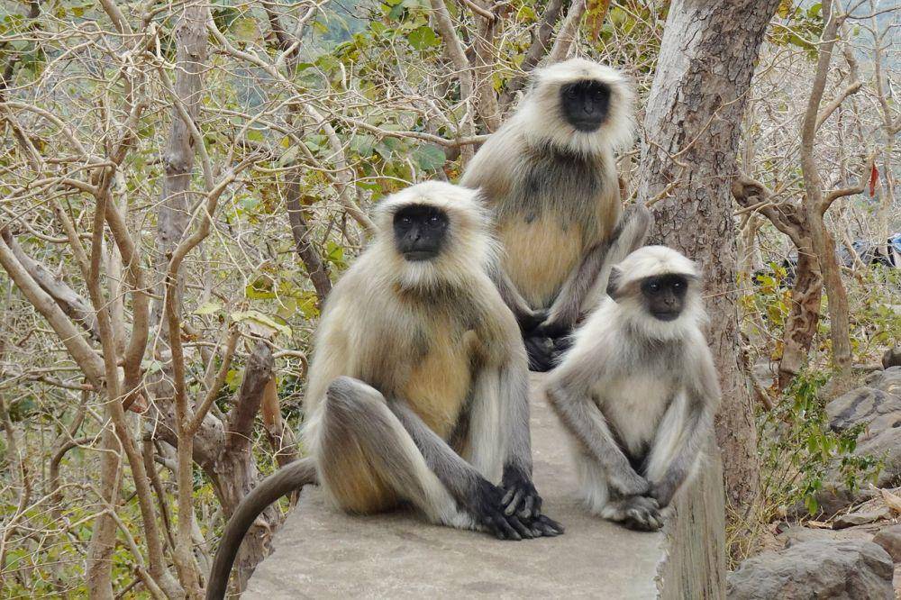 langur hanuman (pixabay.com/Bishnu Sarangi)