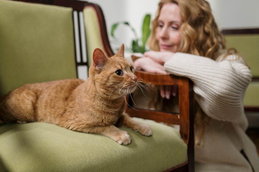[QUIZ] Apakah Kamu Cat Lovers yang Bertanggung Jawab? Cek Lewat Kuis Ini