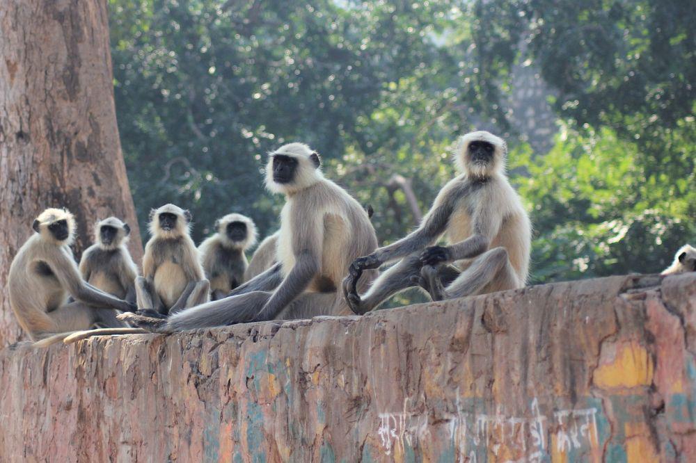 5 Spesies Monyet Asia dengan Populasi Melimpah di Alam