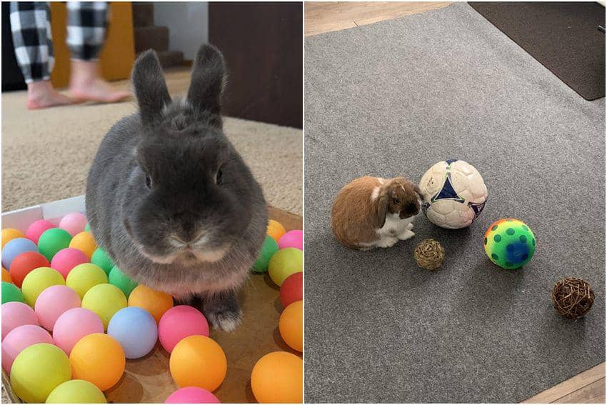 8 Potret Menggemaskan Kelinci Bermain Bola, Ada yang Sampai Mandi Bola