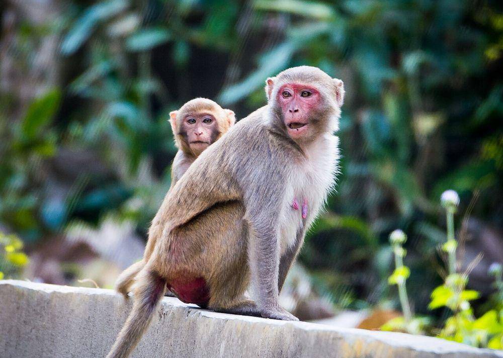 monyet rhesus (commons.m.wikimedia.org/Md. Tareq Aziz Touhid)