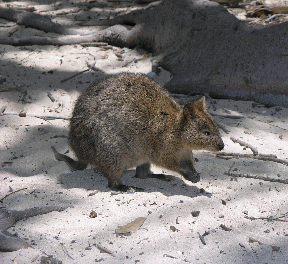 quokka (commons.wikimedia.org/SeanMack)