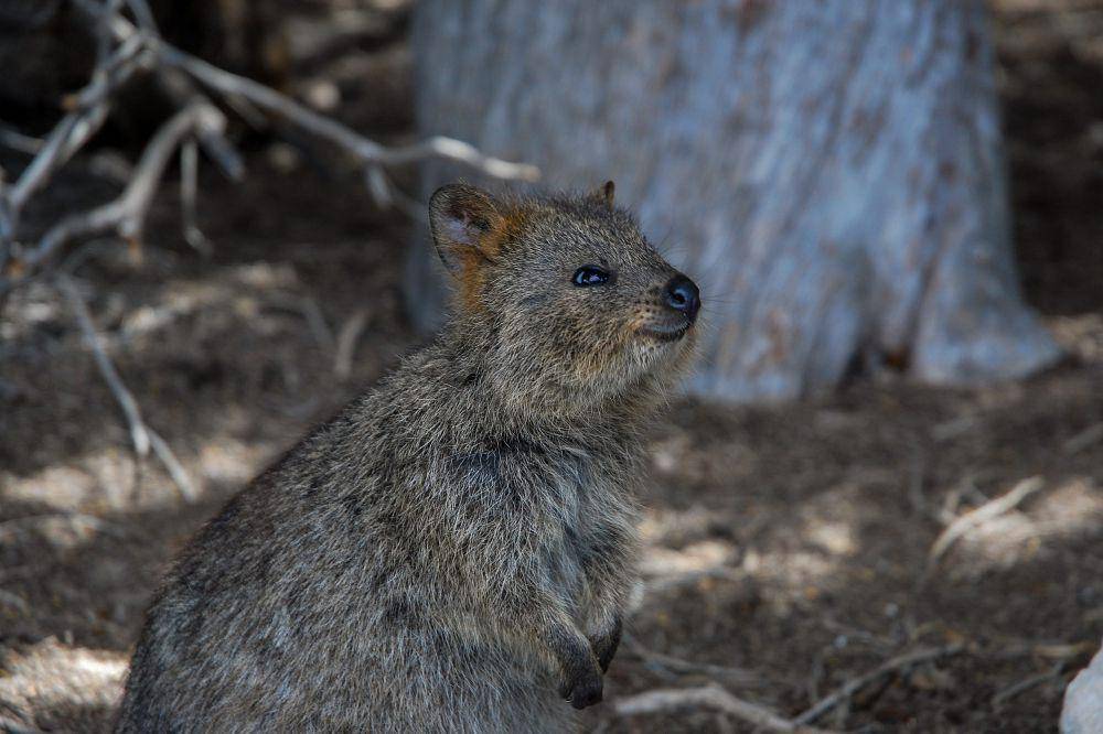 quokka (commons.wikimedia.org/Ena Music)