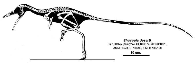 Ilustrasi kerangka Shuvuuia (commons.wikimedia.org/Jaime A. Headden)
