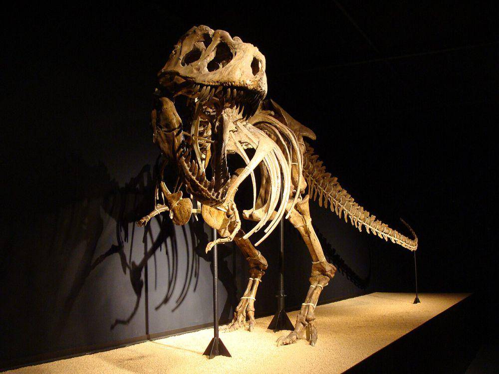 Rekonstruksi kerangka Tarbosaurus (commons.wikimedia.org/Eduard Solà)