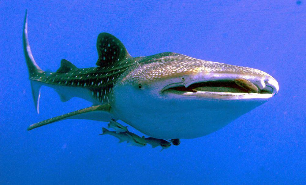 5 Spesies Hiu yang Tinggal di Kawasan Great Barrier Reef, Australia