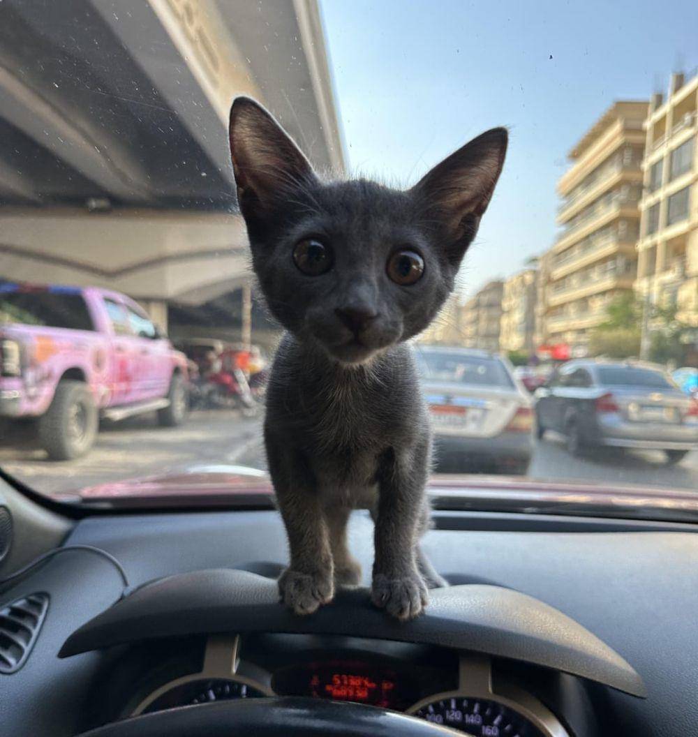 potret kucing nongkrong di dashboard mobil (reddit.com/user/cakemanlove)