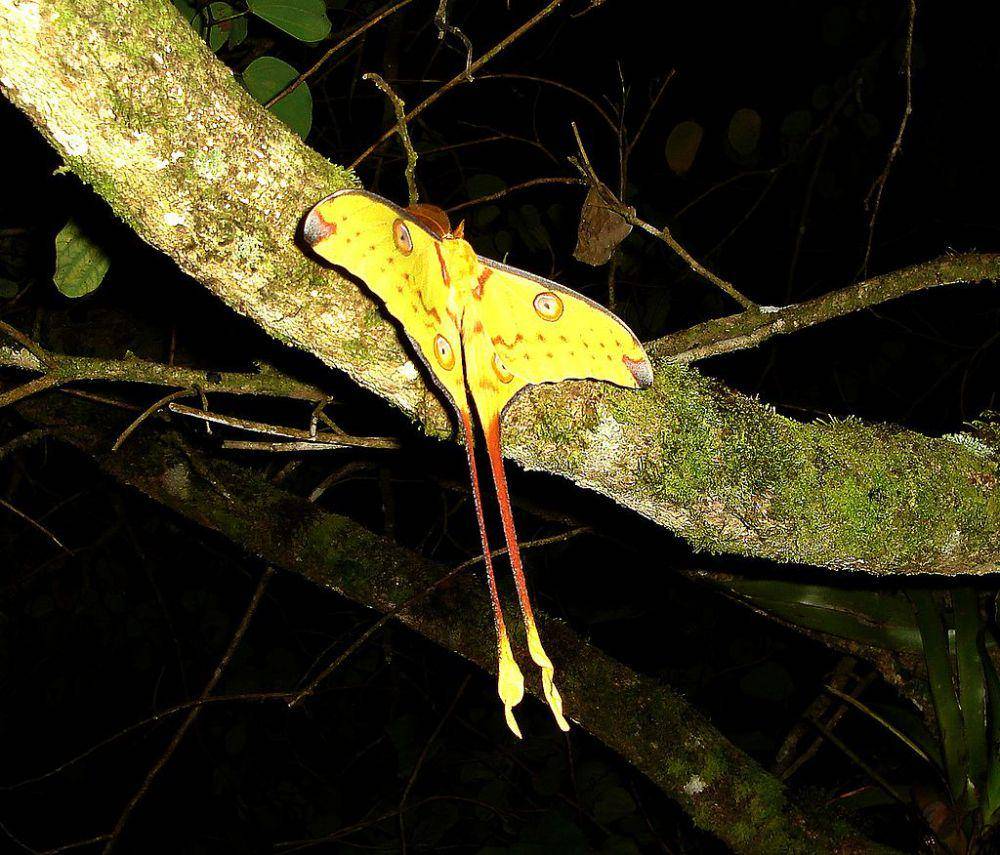 Ngengat komet di hutan hujan Madagaskar (commons.wikimedia.org/gailhampshire)