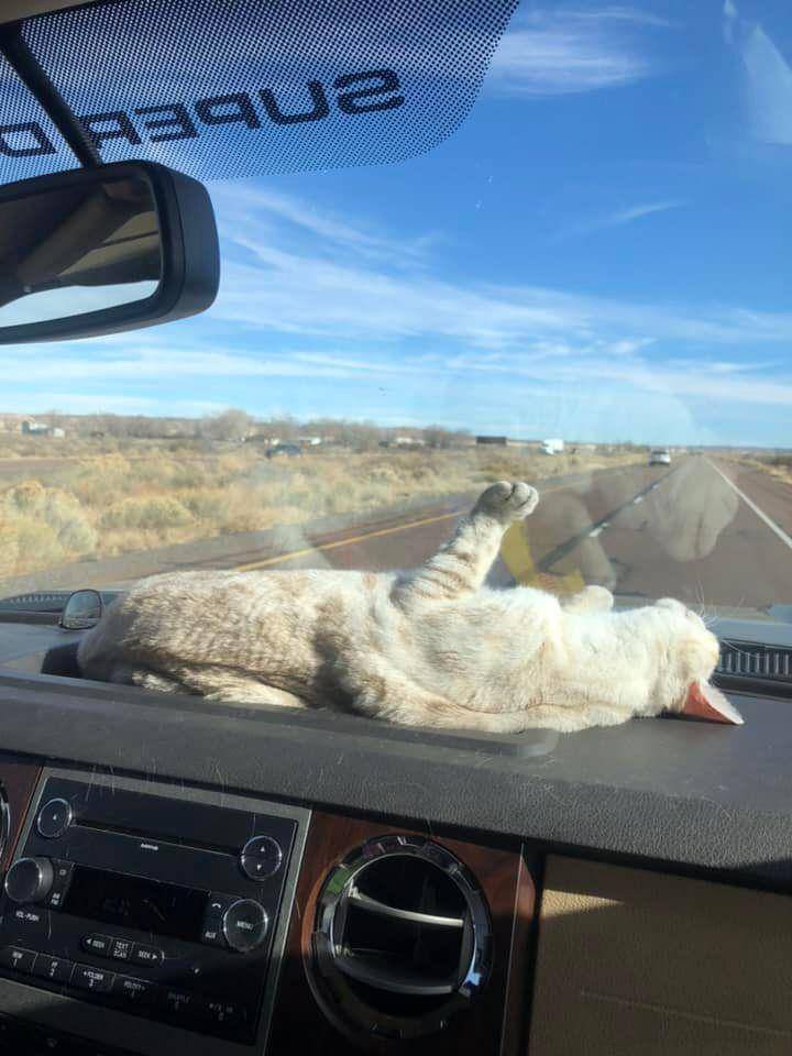 potret kucing nongkrong di dashboard mobil (reddit.com/user/EllaRamirez-98)