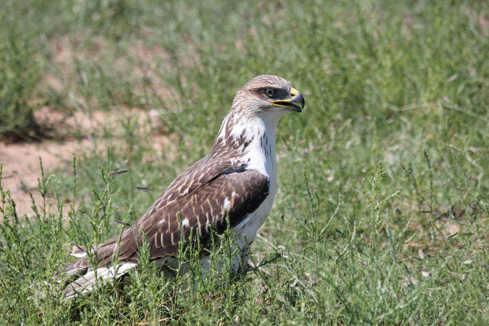 Ferruginous hawk (commons.m.wikimedia.org/U.S. Space Force Image by Scott Prater)