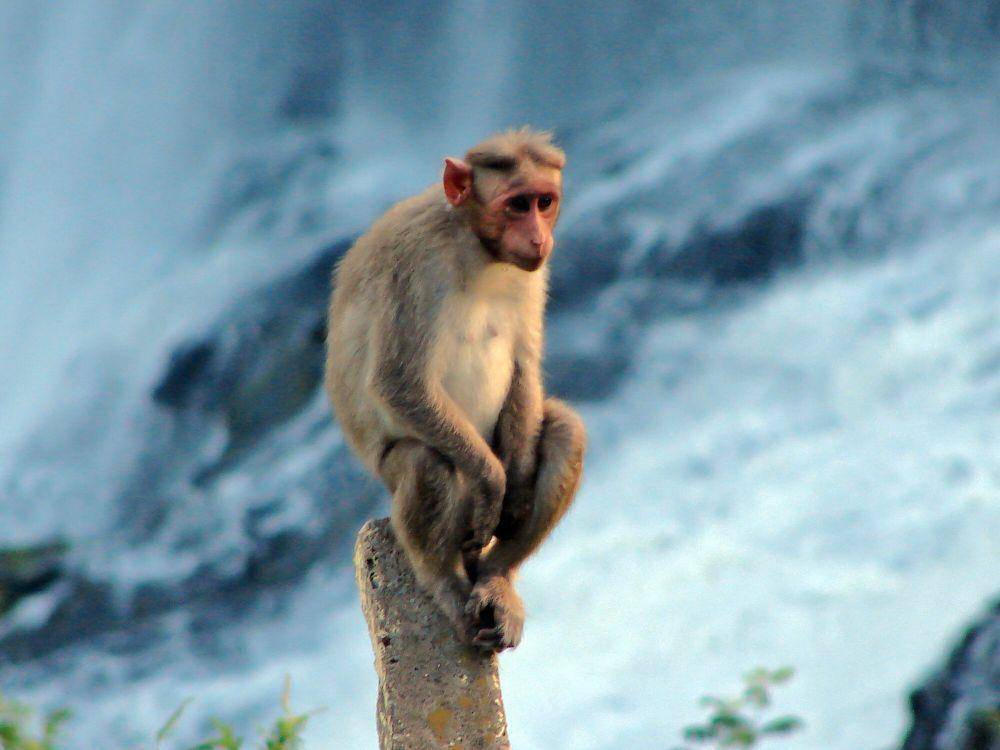 Bonner macaque (commons.m.wikimedia.org/M. Arun Prasad)