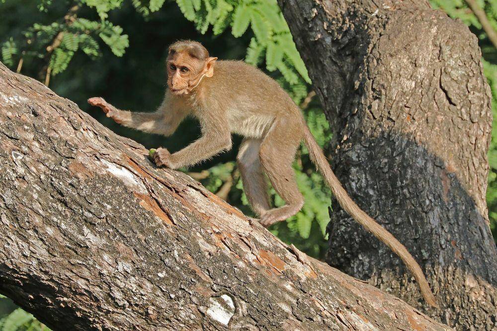 Bonner macaque (commons.m.wikimedia.org/Charles J. Sharp)