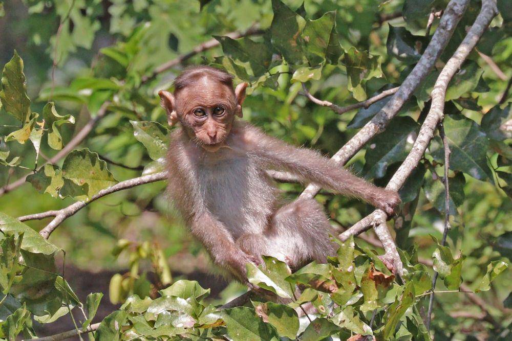 Bonner macaque (commons.m.wikimedia.org/Charles J. Sharp)