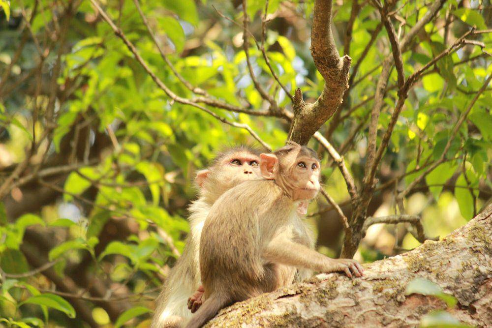 Bonner macaque (commons.m.wikimedia.org/Nikhil More)