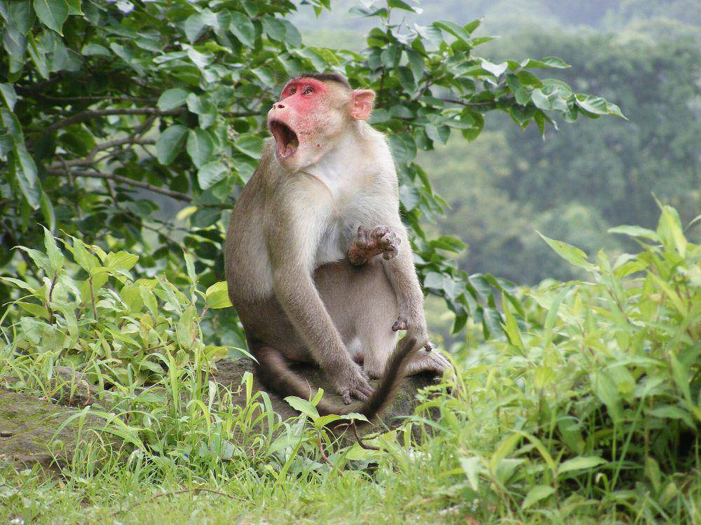 Bonner macaque (commons.m.wikimedia.org/Dr. Raju Kasambe)
