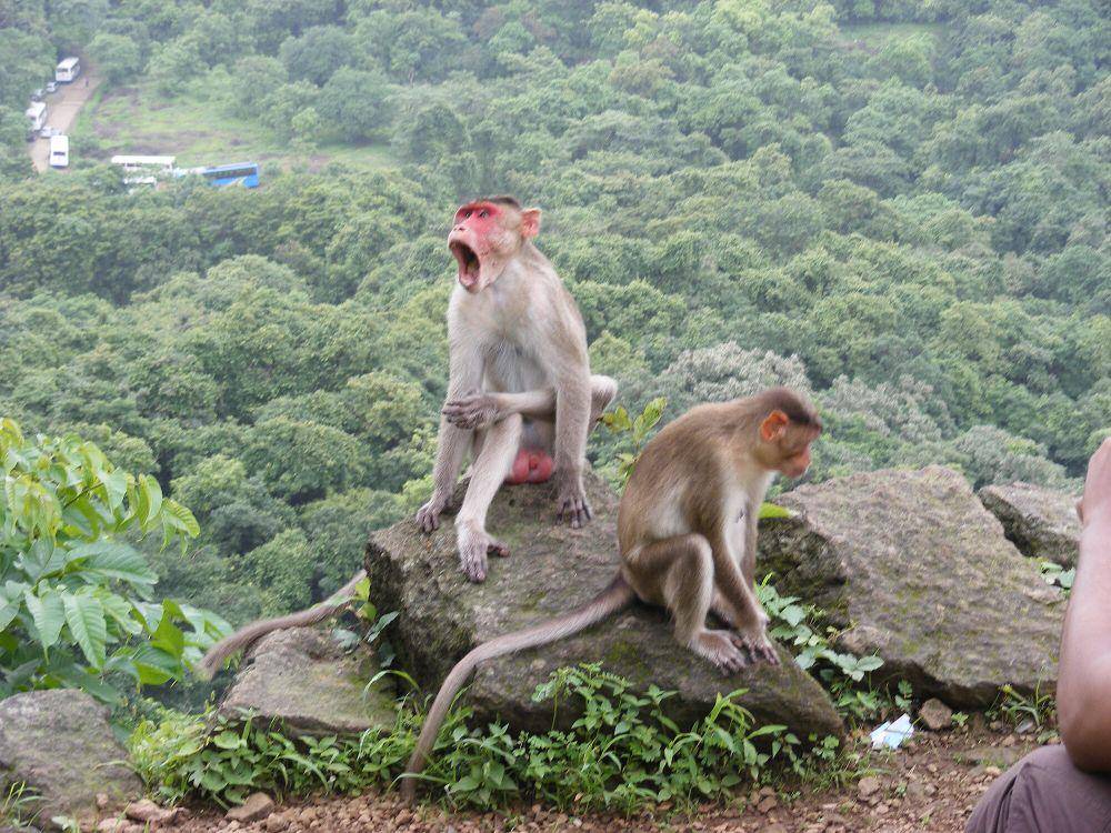 Bonner macaque (commons.m.wikimedia.org/Dr. Raju Kasambe)
