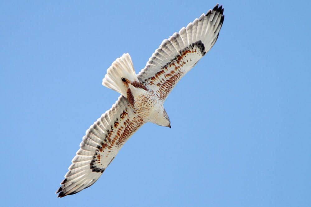 Ferruginous hawk (commons.m.wikimedia.org/Alan Vernon)