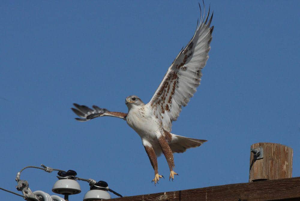 Ferruginous hawk (commons.m.wikimedia.org/Dominic Sherony)
