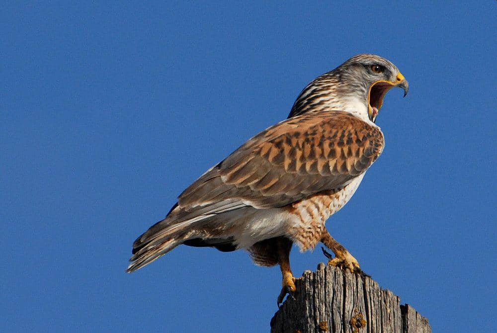 6 Fakta Unik Ferruginous Hawk, Kejutkan Mangsa dengan Kecepatannya